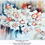 Daffodils III 2018 (privat) / 50x64cm Watercolour by ©janinaB. Photo source: theflowerhat