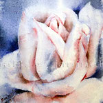 gewischte Rose (O3) / Watercolour 12x16cm