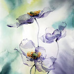Anemonen (15) / Watercolour 26x35cm