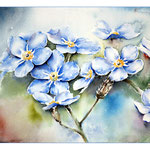 Vergissmeinnicht (O1) / Watercolour 20x31cm
