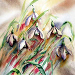 Schneeglöckchen (20) / Aquarell 24x34cm