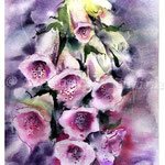 Foxglove I 2017 (O1) / Watercolour 20x30cm on Fabriano CP © janinaB. 2017