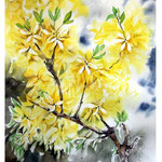 Forsythia I 2017 (18) / Watercolour 30x40cm on Arches CP © janinaB. 2017