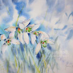 Snowdrops I 2021 (30) 30x40cm / Watercolour by ©janinaB. 