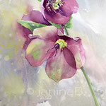 Helleborus III 2022 30x40cm / Watercolour by ©janinaB.