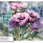Poppies IV 2017 (14) / Watercolour 30x40cm on Arches CP © janinaB. 2017