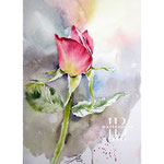 Rose III 2024 (O3) 20x30cm / Watercolour by ©janinaB.