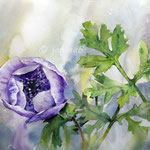 Anemone I 2020 (30) / 30x40cm Watercolour by ©janinaB. 