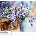pansy I 2017 (14) / Watercolour 30x40cm on Fabriano CP © janinaB. 2017