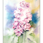 Rittersporn (1) / Watercolour 30x40cm