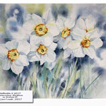 daffodils II 2017 (21) / Watercolour 30x40cm on Arches CP © janinaB. 2017