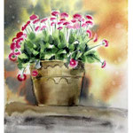 daisies I 2017 (20) / Watercolour 30x40cm on Arches CP © janinaB. 2017