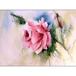 rote Rose (1) / Watercolour 24x34cm