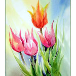 Tulpen-Aquarellskizziert (18) / Watercolour 24x34cm