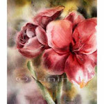 Amaryllis I (15) / Aquarell 30,5x23cm  © janinaB.