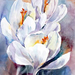 weisse Krokuse / Aquarell 23x34cm