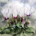 Cyclamen II 2022 (T1) 30x40cm / Watercolour by ©janinaB.