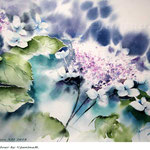 Hydrangea XII 2018 (20) / 30x40cm Watercolour by ©janinaB.