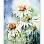 weisser Sonnenhut (O3) / Watercolour 12x16cm