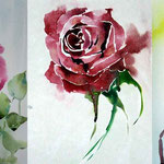 Rosen VIII (O1) / Aquarellskizzen © janinaB.