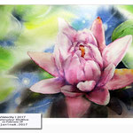 Waterlily I 2017 (14) / Watercolour 30x40cm on Fabriano CP © janinaB. 2017