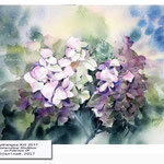 Hydrangea XIII 2017 (14) / Watercolour 30x40cm on Fabriano CP © janinaB. 2017