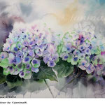 Hydrangea X 2018 / 30x40cm / (22) / Watercolour by ©janinaB.