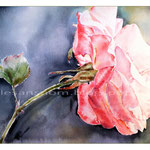 Sonnenkind (17) / Watercolour 22x30cm