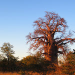 Afrika (Baoabbaum in Botswana)