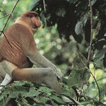 Borneo (Nasenaffe)