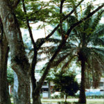 Ivory Coast 40