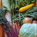 ６月：キャベツ、玉ねぎ、茎ブロッコリ、ズッキーニ、枝豆、バジル、インゲン、大根、ニンジン、赤軸水菜