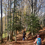 Les balades en Automne dans les hetraies