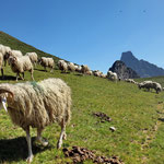 Le fromage de brebis est une singularité locale 