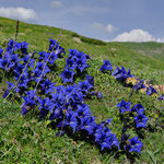 Gentianes acaules subsp occidendalis 