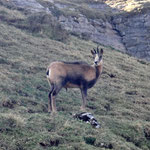 Les habitants de la haute monragne, les isards 