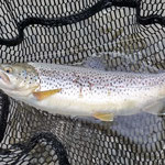 Des truites de haute montagne 