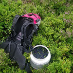 Des myrtilles en saison 