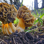 Morilles 