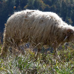 Les montées en estives en mai 