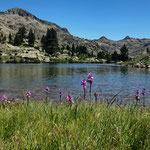Les lacs fleuris 