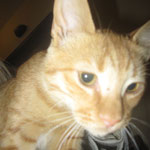 A sweet little cat we found - Fireball - he is watching as well very good what we are doing :-)