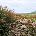 Fuchsiahecke auf der Halbinsel Dingle