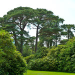 Park des Muckross House in Killarney 