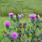 Distel