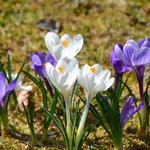 Krokusse