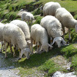 Schafe am Vrsic Pass