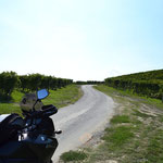 Mitten durch die Weinberge zur Unterkunft