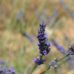 Lavendel