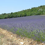 Provence - Lavendelfeld